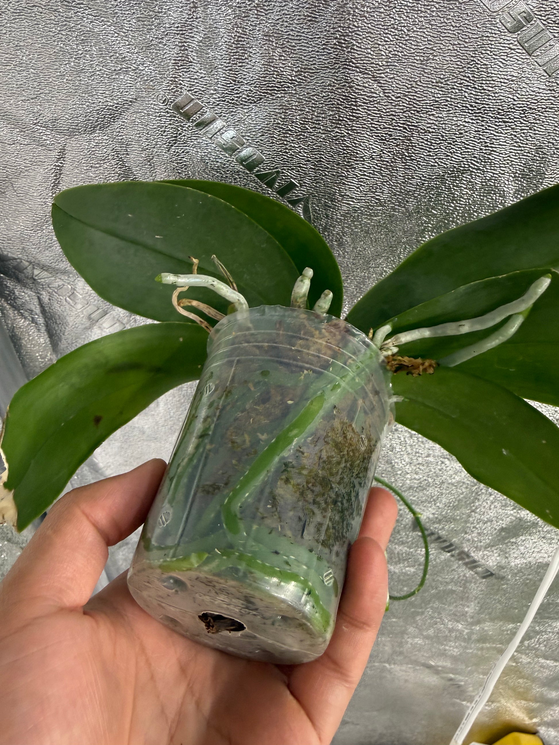 HCorchids