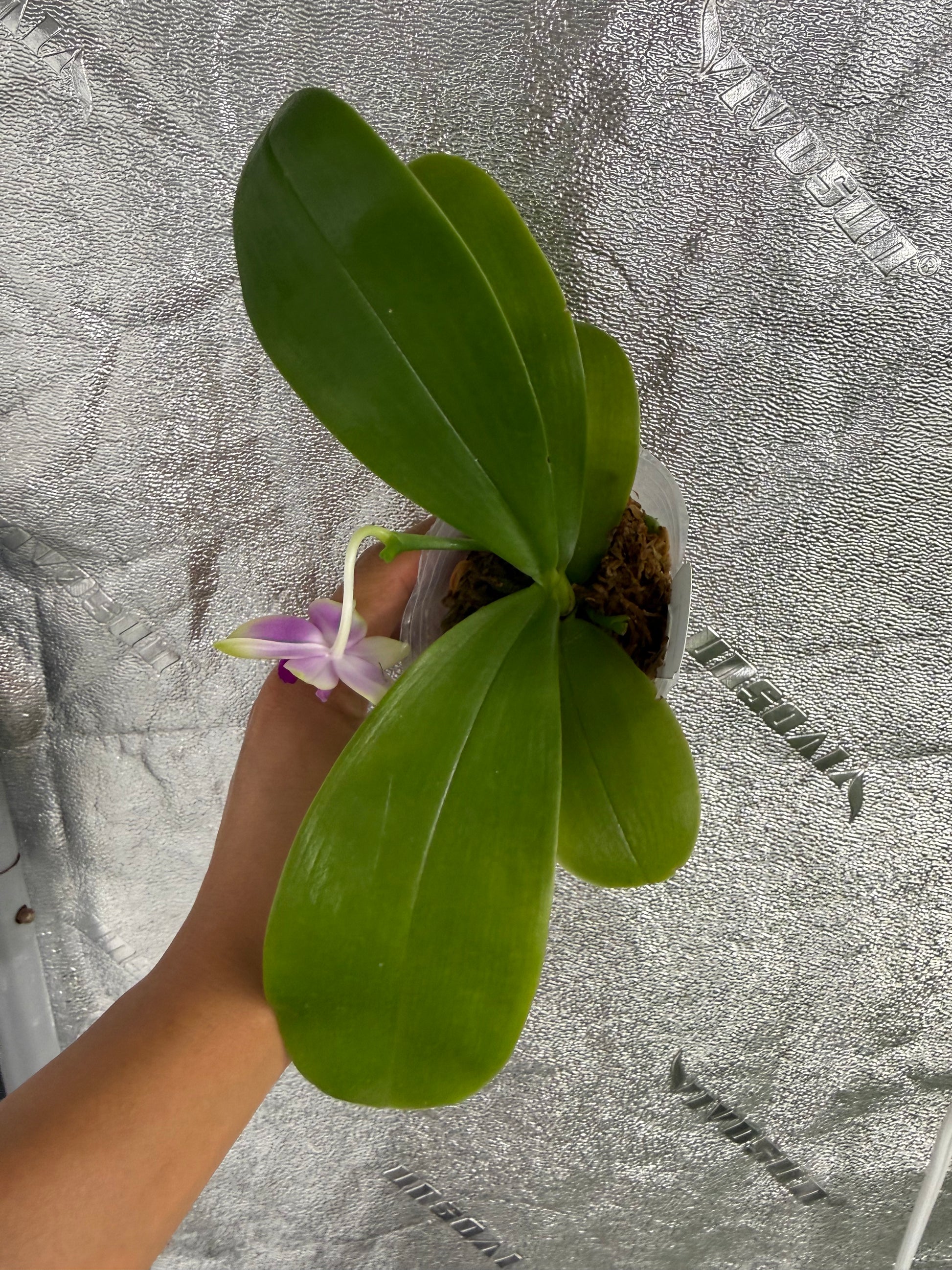 HCorchids
