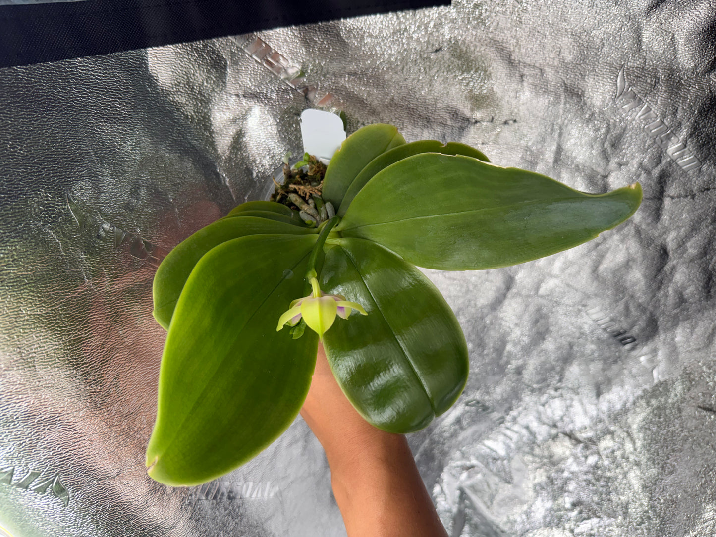 Phalaenopsis bellina coerulea x sib