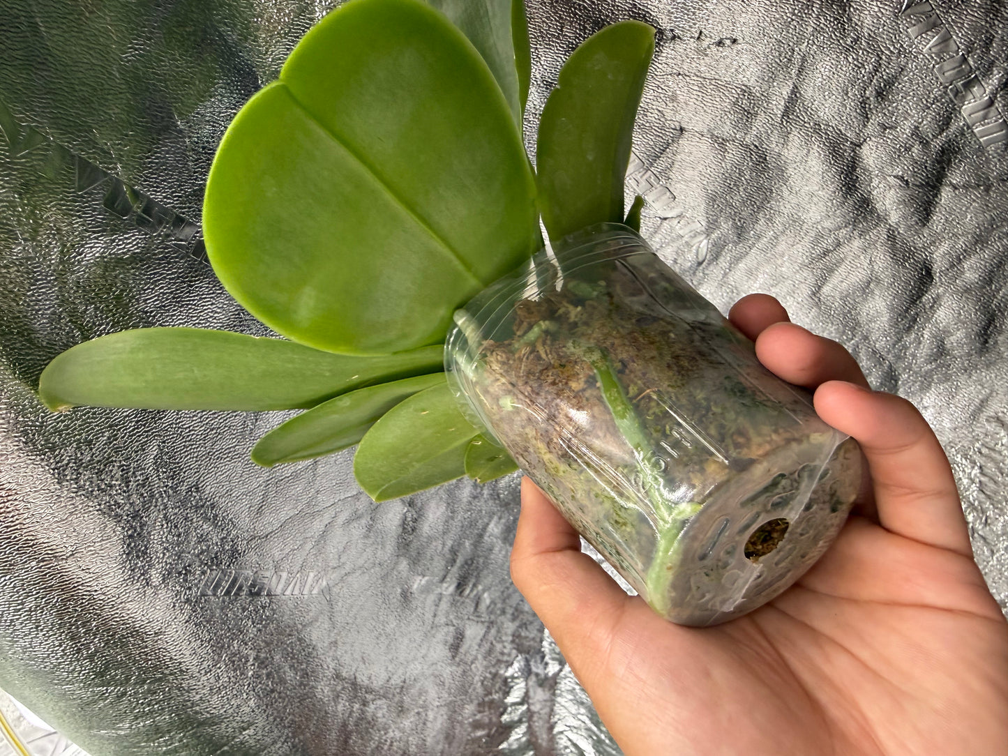 Phalaenopsis bellina coerulea x sib