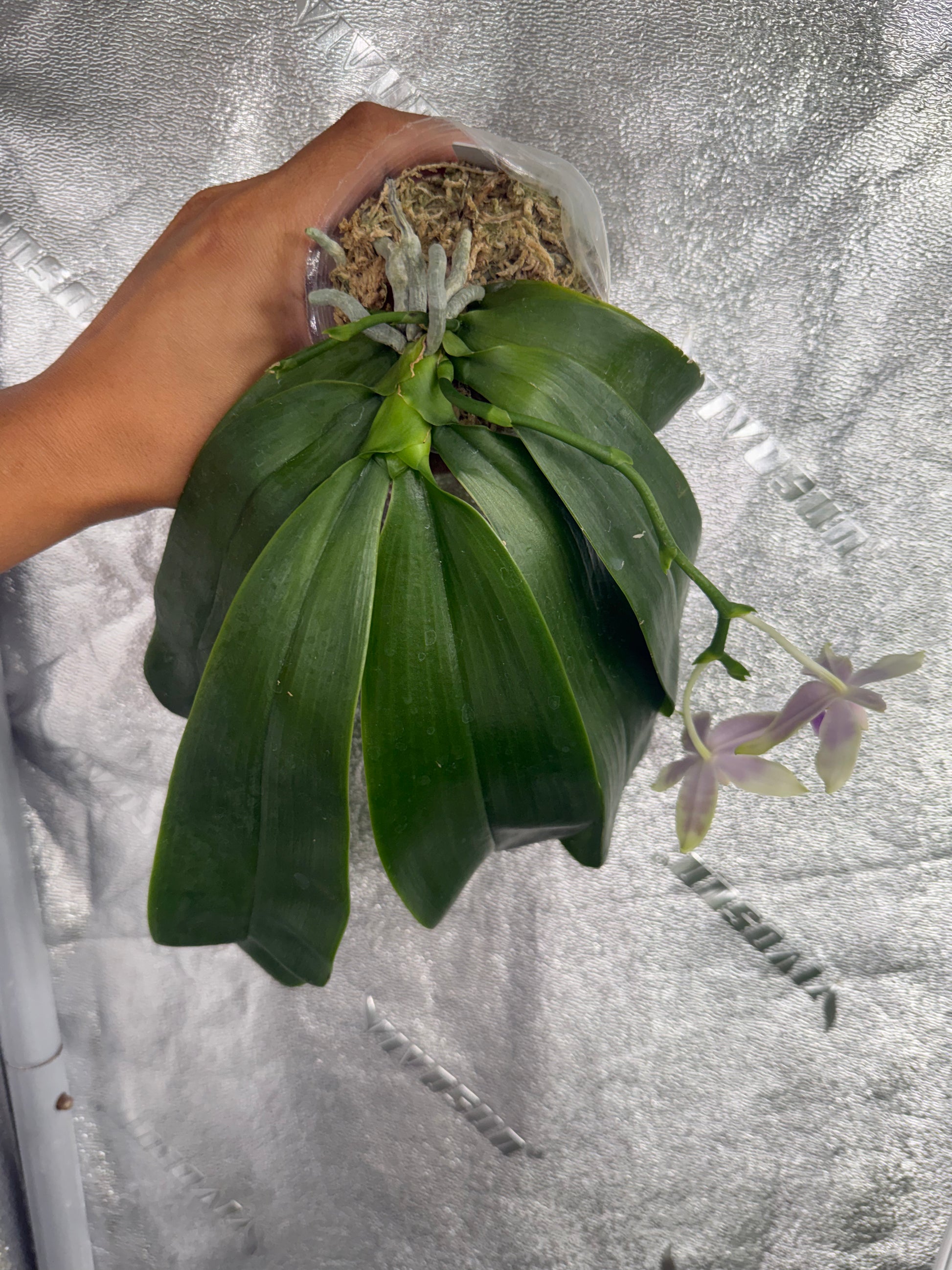 HCorchids
