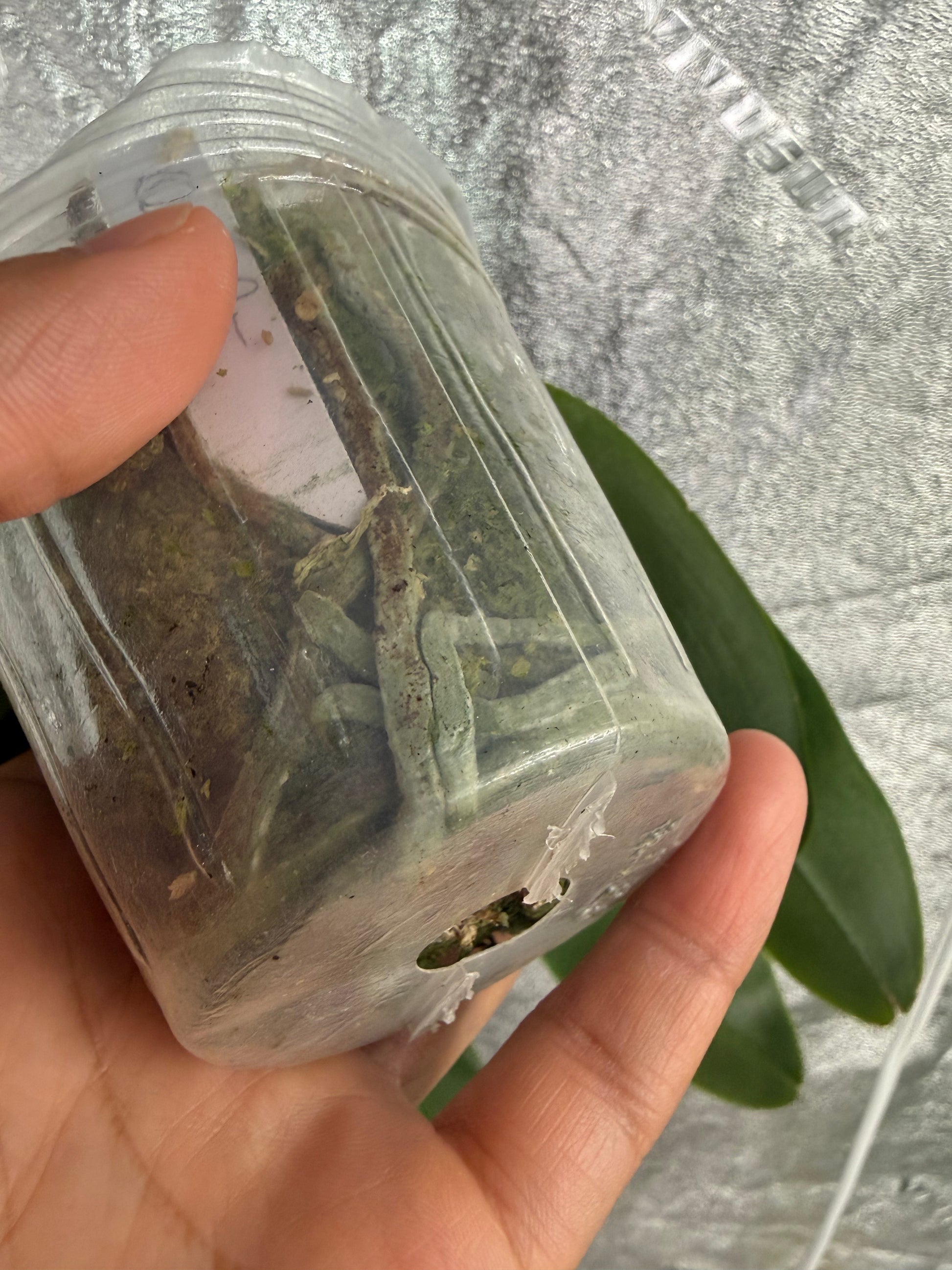 HCorchids