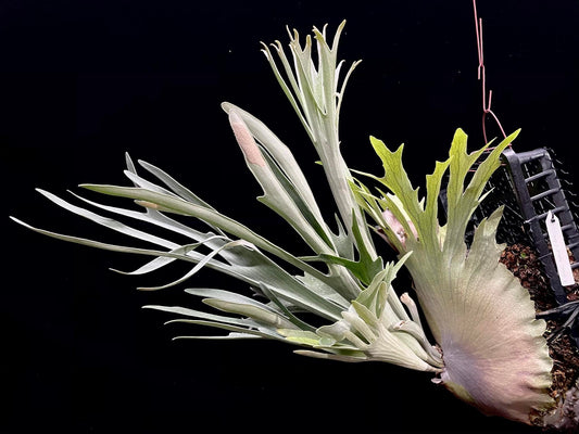 Platycerium Akki