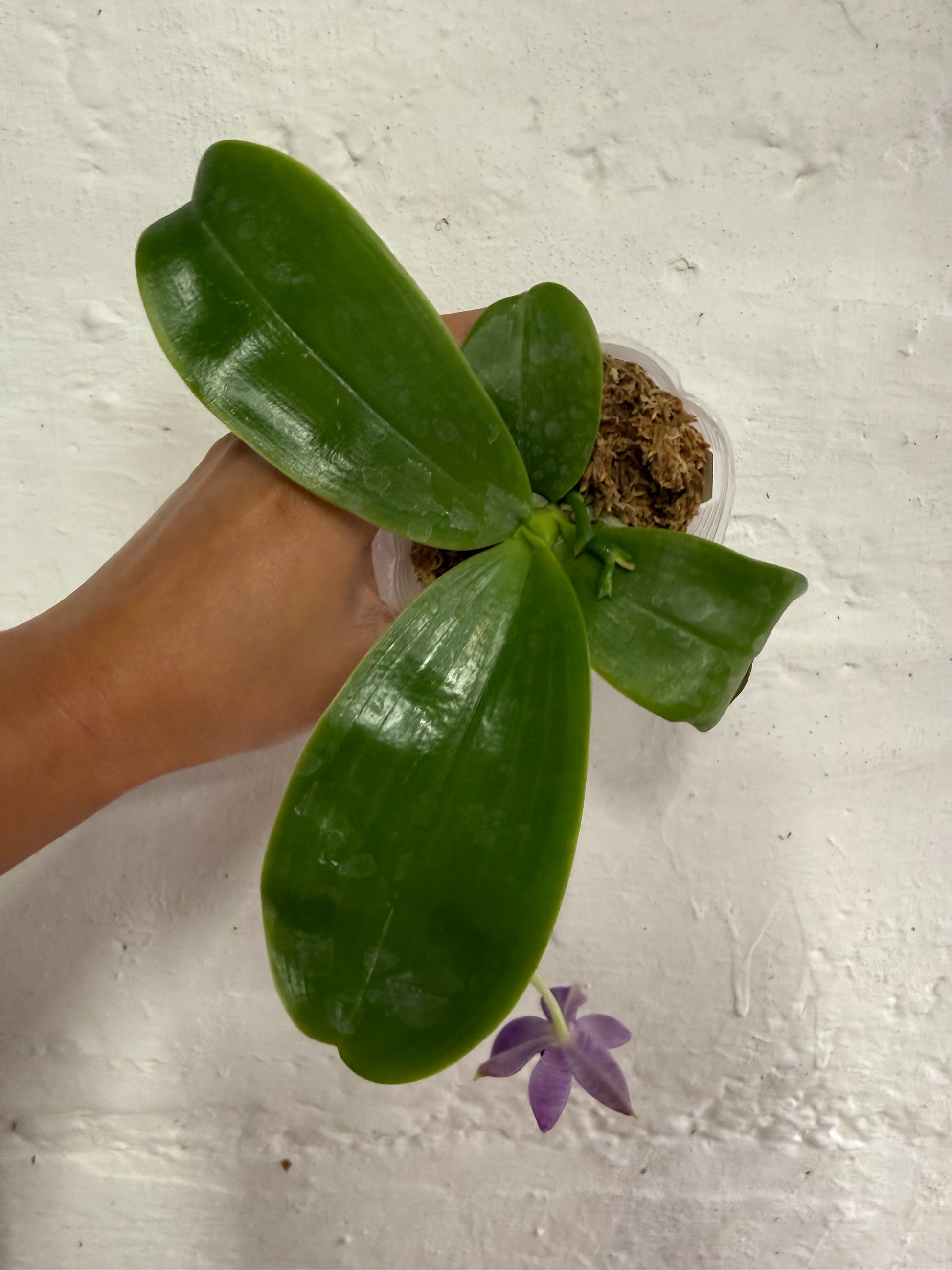 HCorchids