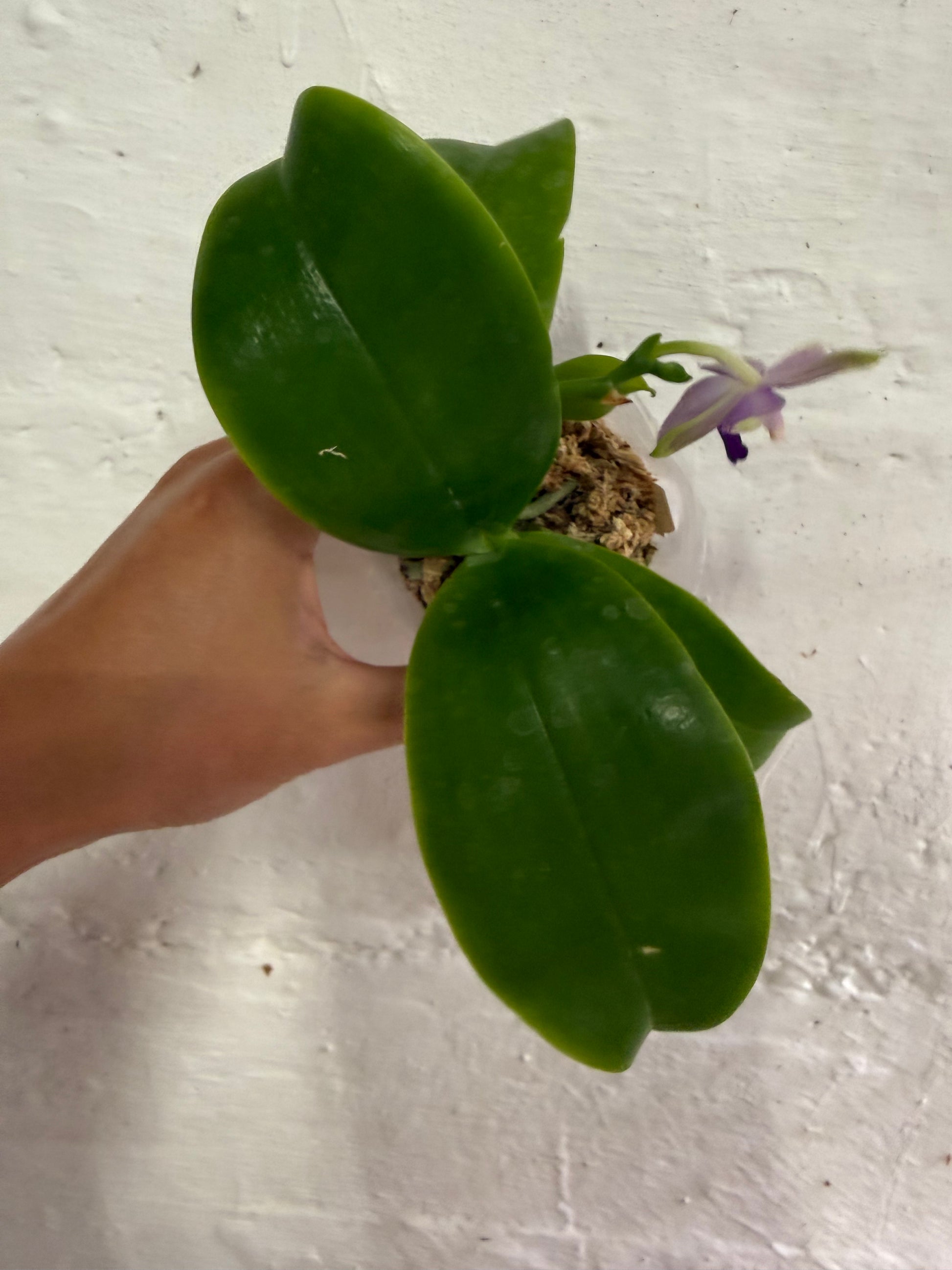 HCorchids