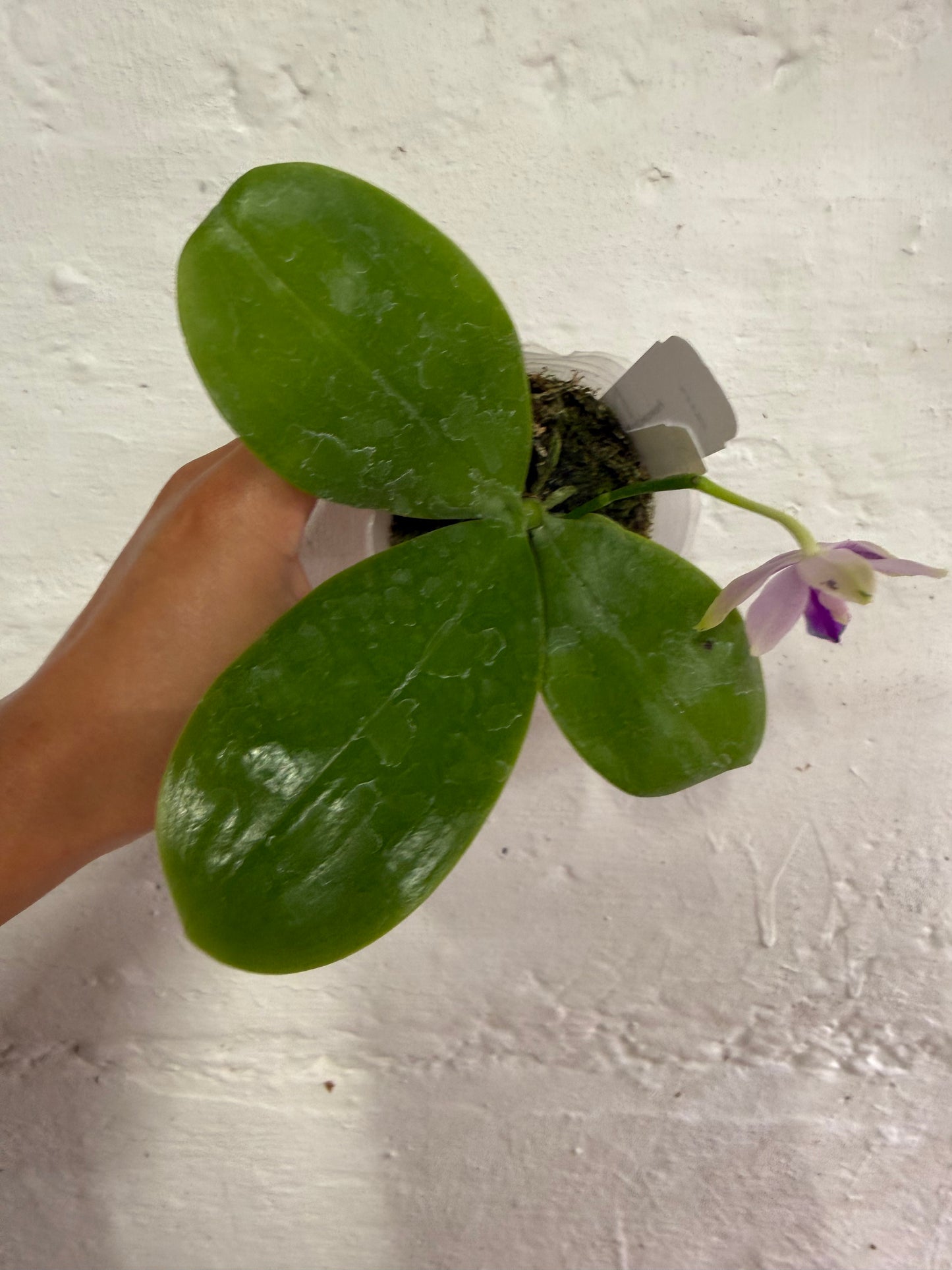 Phalaenopsis (Yang Yang Blue Bellina x Yang Yang Black Ludde)