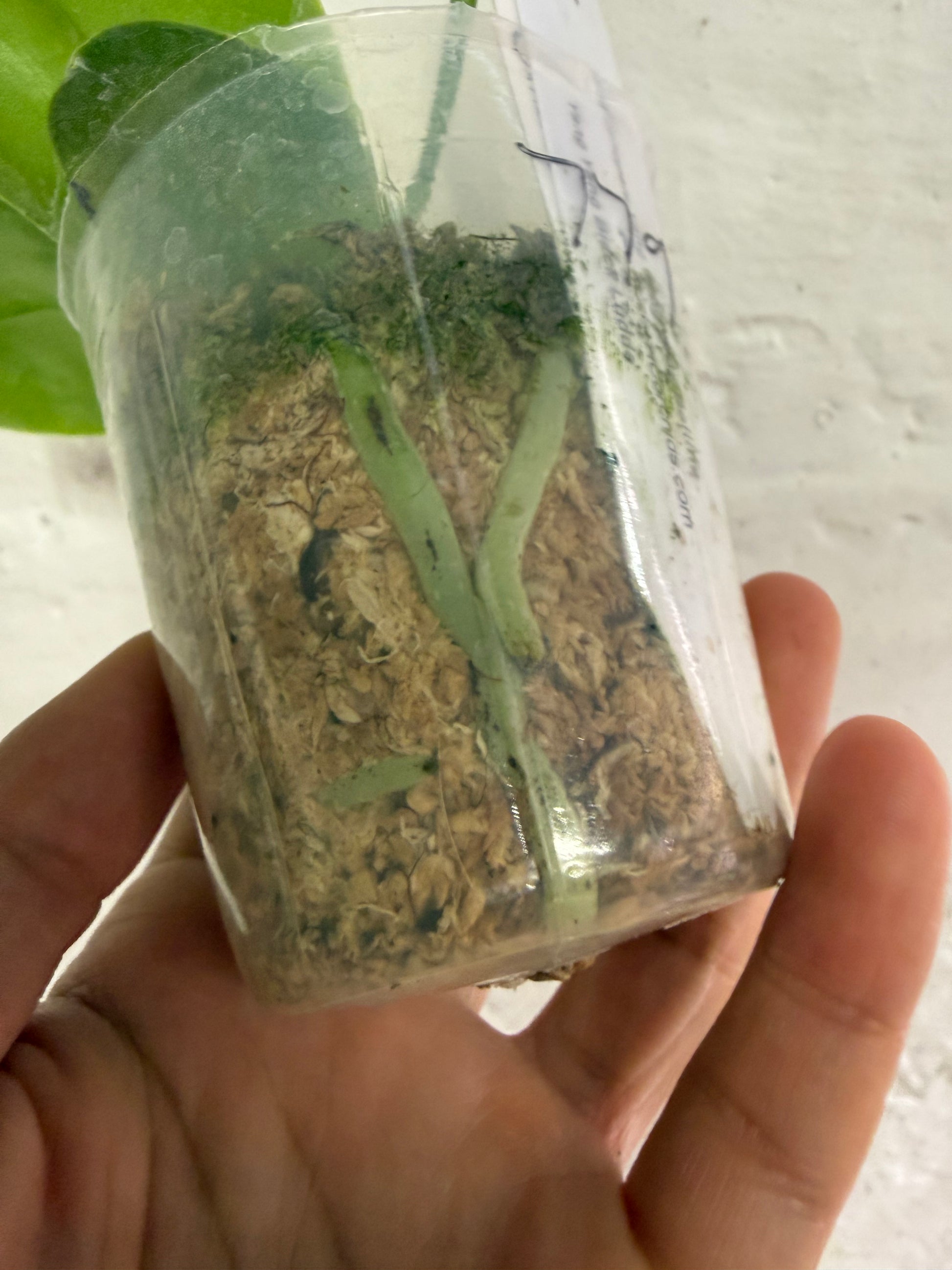 HCorchids