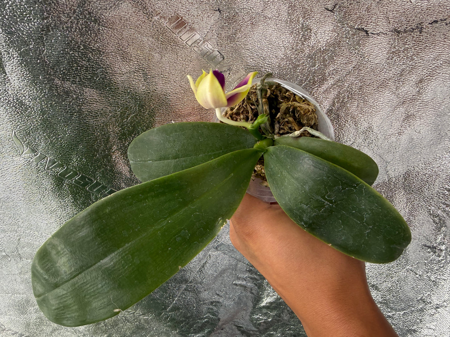 Phalaenopsis (Summer Pretty x Yang Yang Blue Bellina)