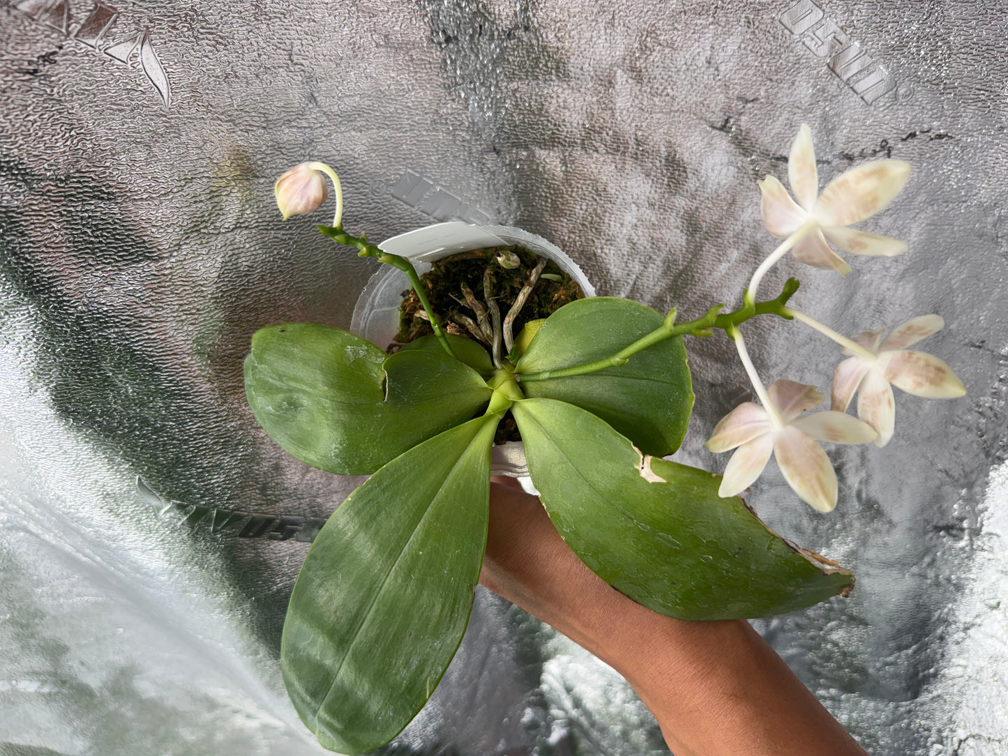 Phalaenopsis (Lucien Mugato x tetraspis)