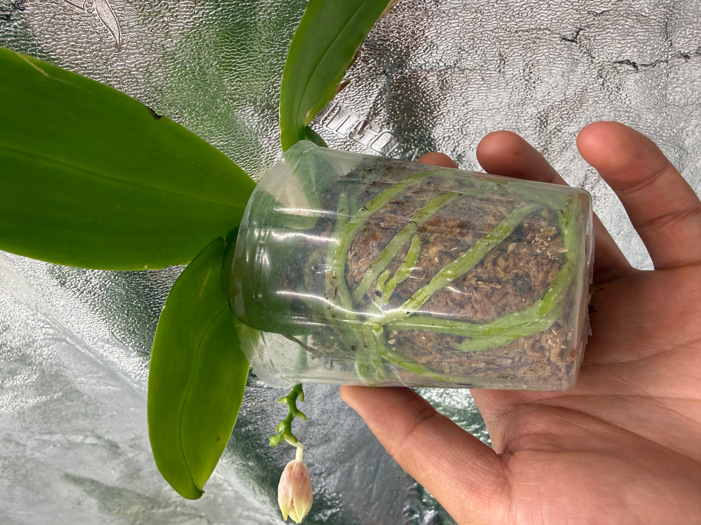 Phalaenopsis (Lucien Mugato x tetraspis)
