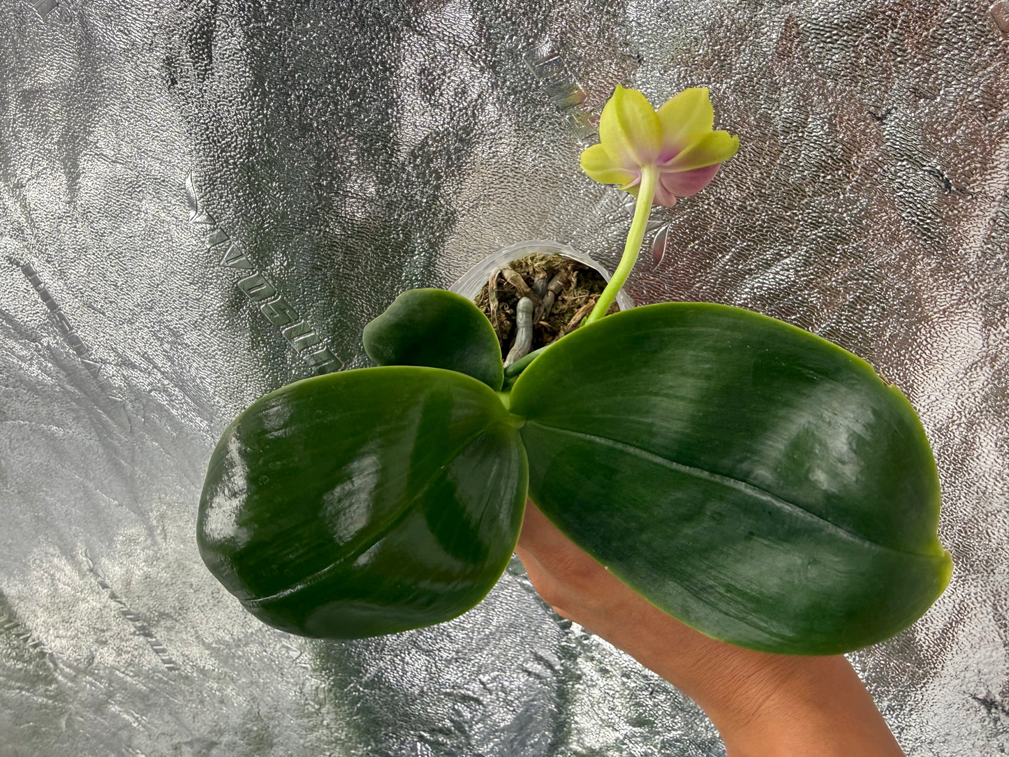 Phalaenopsis BKH2250
