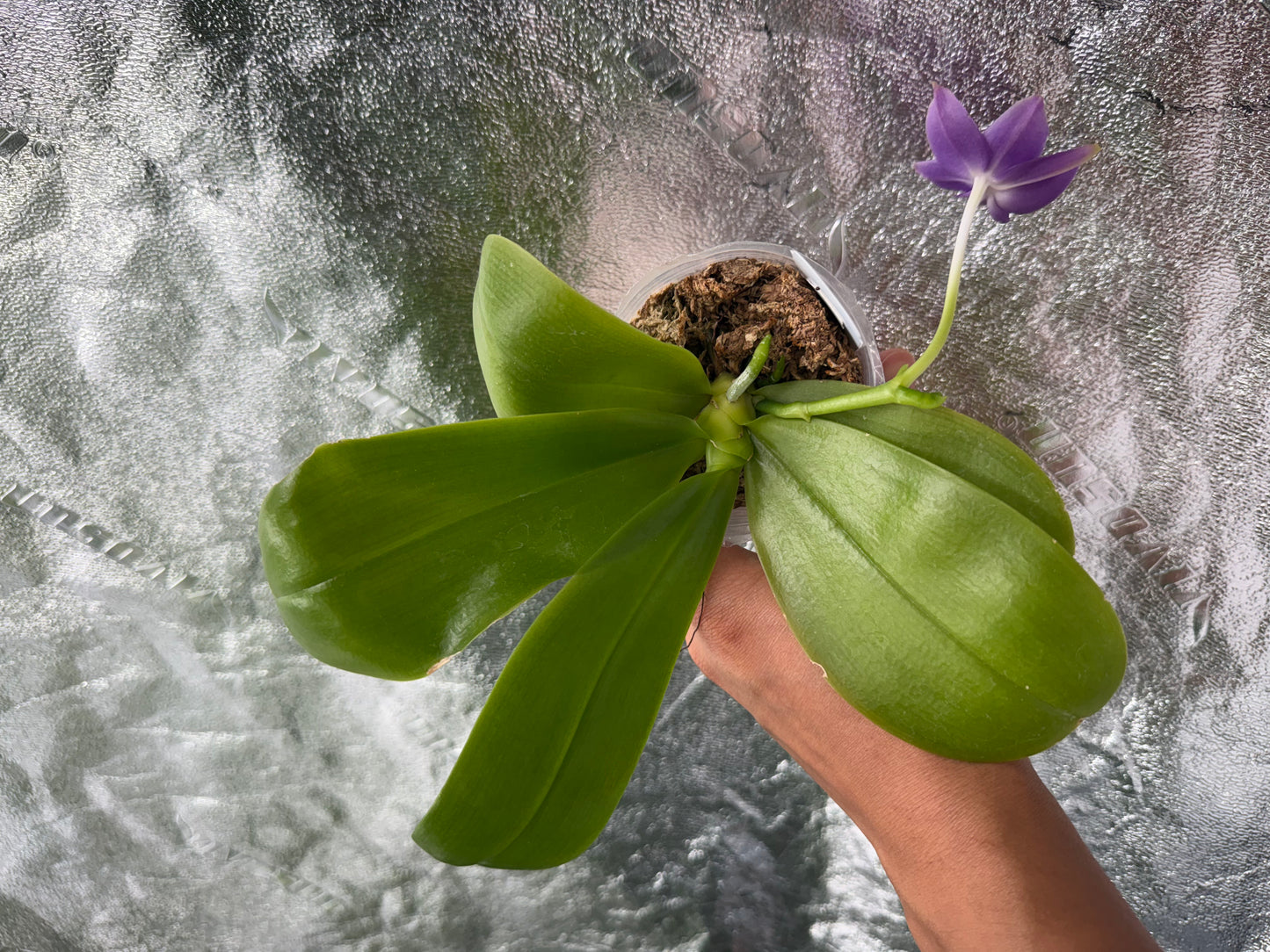 Phalaenopsis BKH2301
