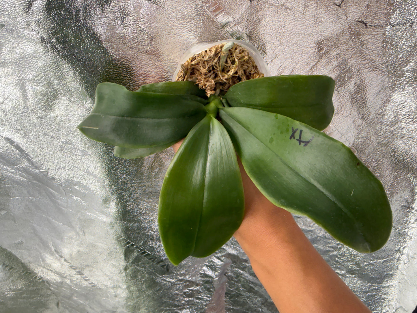 Phalaenopsis (SWR GV ‘M625’ x Germaine Vincent ‘Blue Mountain’)