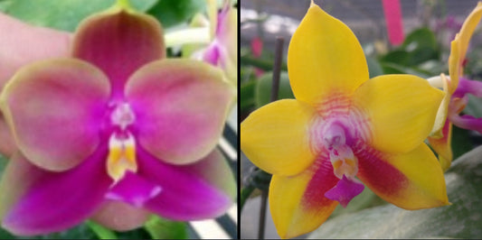 BKH2016- Phal. Yaphon Batman ‘BK’s Best’ x Phal. Dragon Tree Eagle