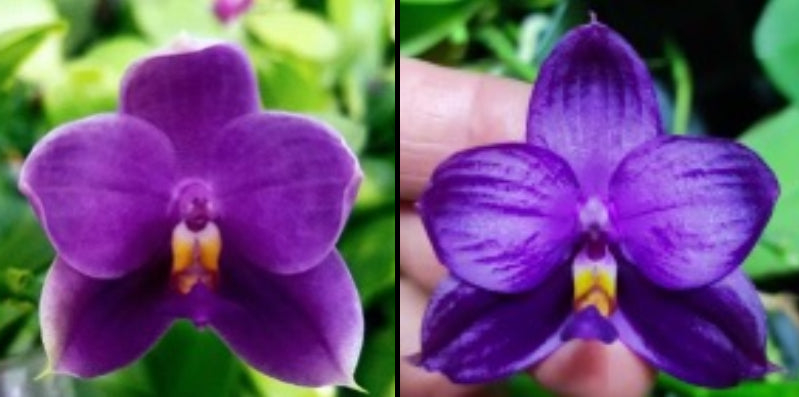 BKH2301-P. (Penang Jewel X (P. Yaphon Super Jaguar x Samera)) "BK"X P. Yaphon Blue Bird