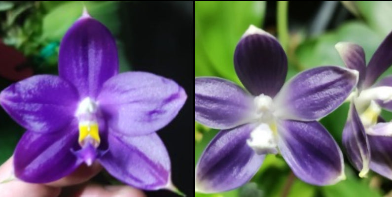 BKH2334-P. (Jennifer Palermo X Chien Lung Red King) "BK#2" x P. tetraspis fma. coerulea