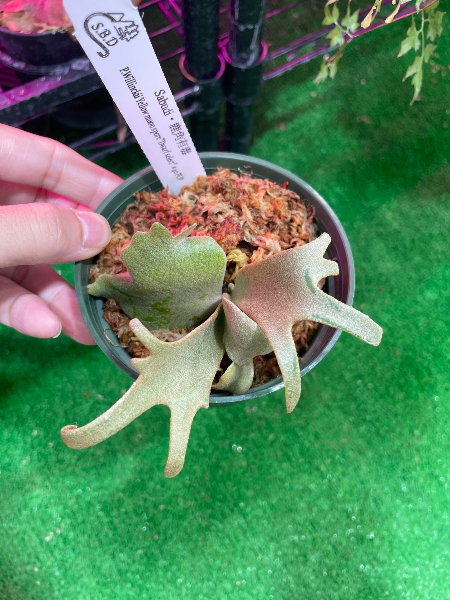 P. Willinckii Yellow Moon spore “Dwarf Select” #40