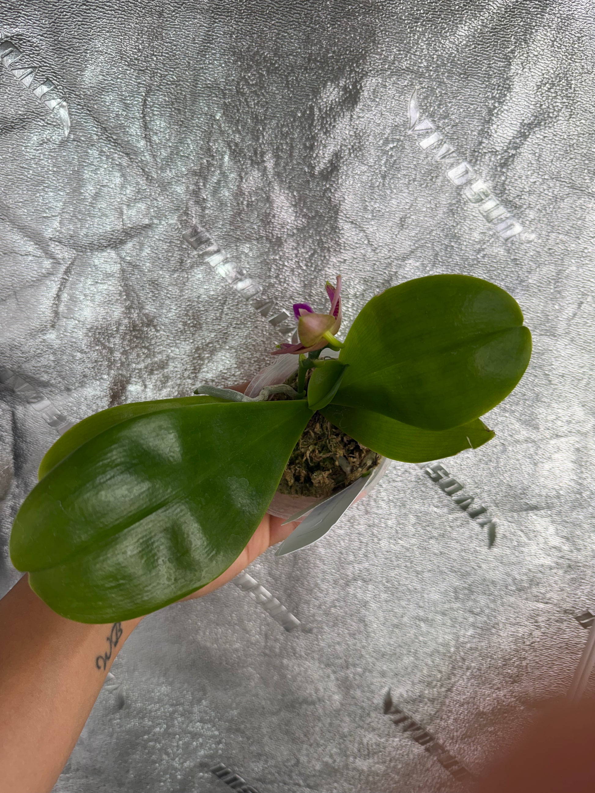 HCorchids