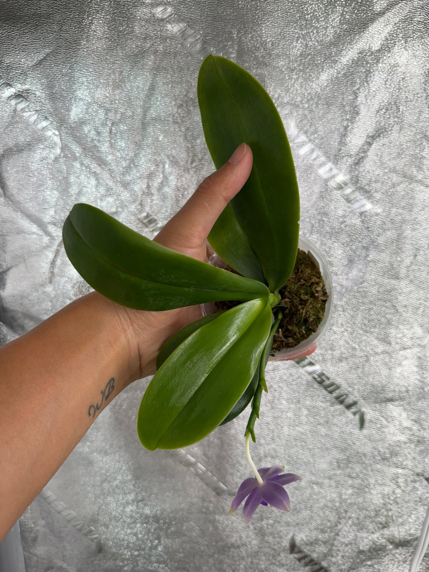 Phalaenopsis (Mituo 24 Solar Term x Freya’s Sapphire ‘Crystal’)