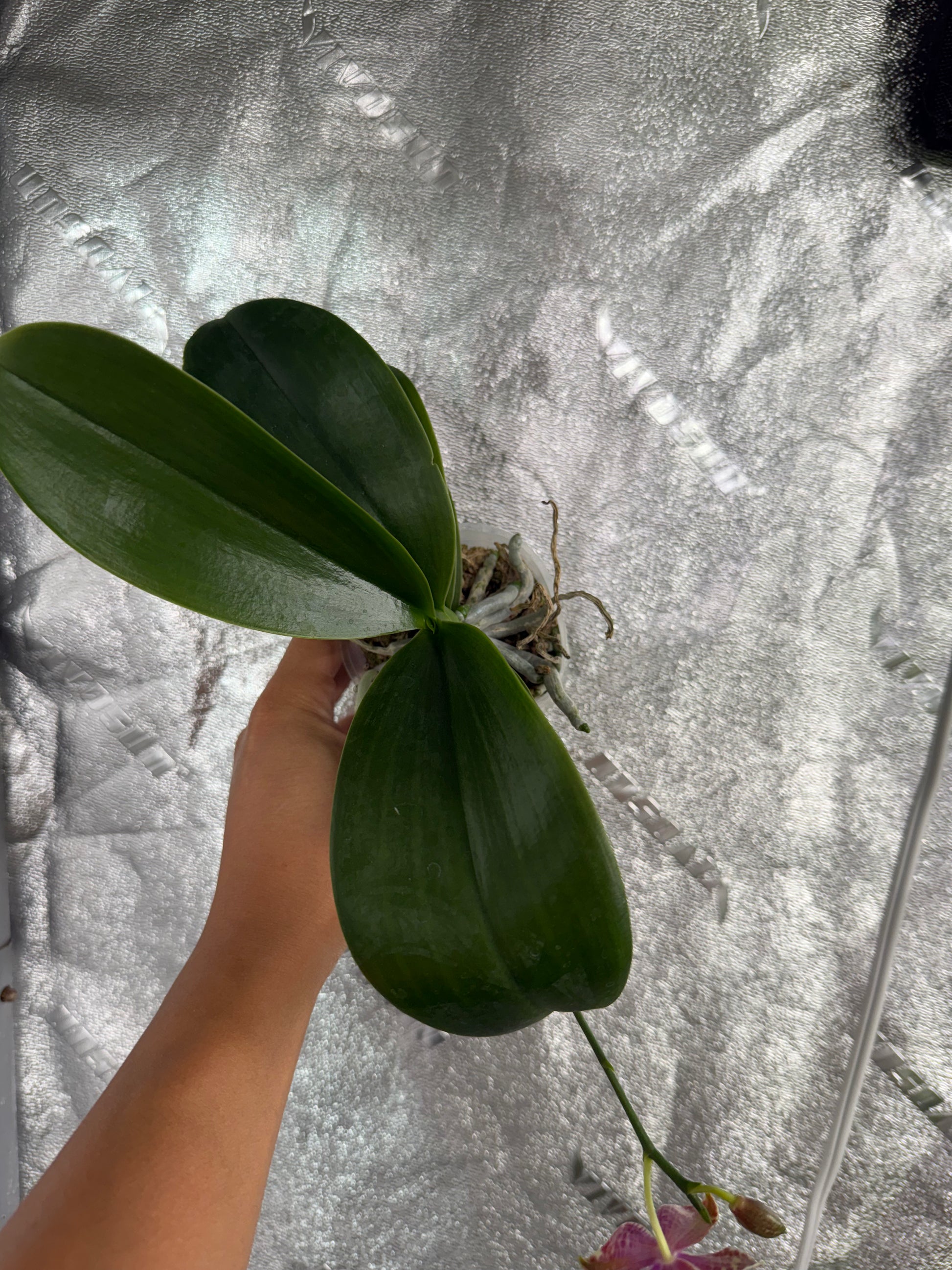 HCorchids