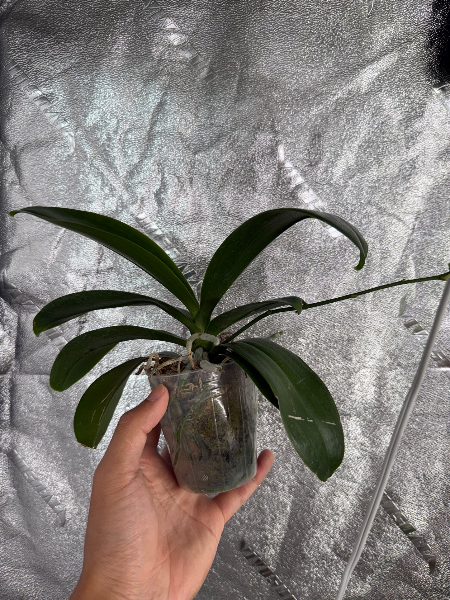 Phalaenopsis (mariae f. coerulea x Fintje Kunriawati)
