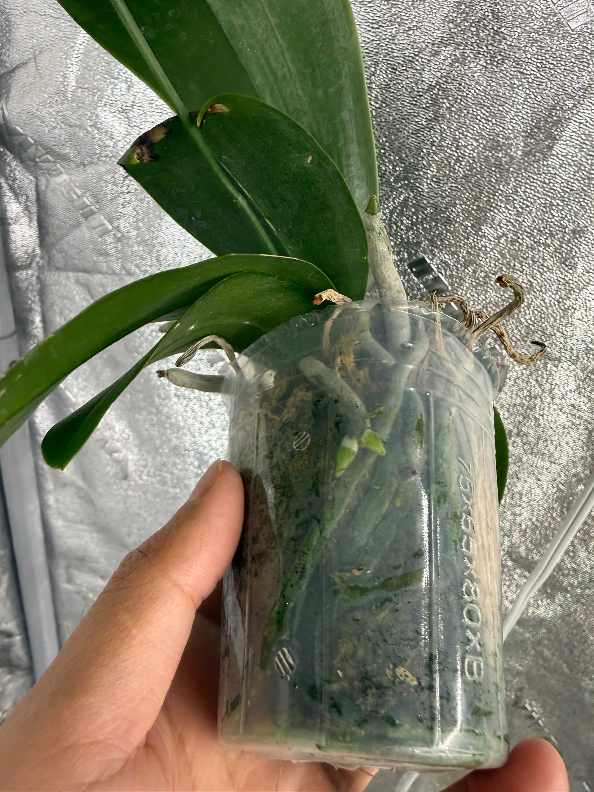 HCorchids
