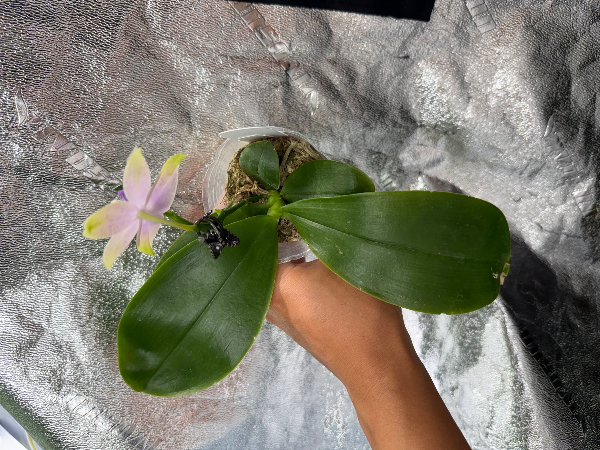 HCorchids