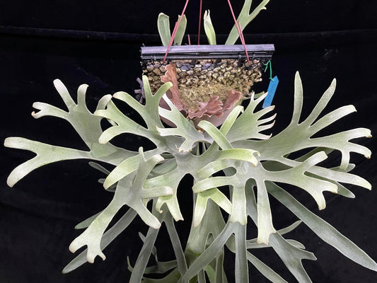 Platycerium Veitchii Variant C