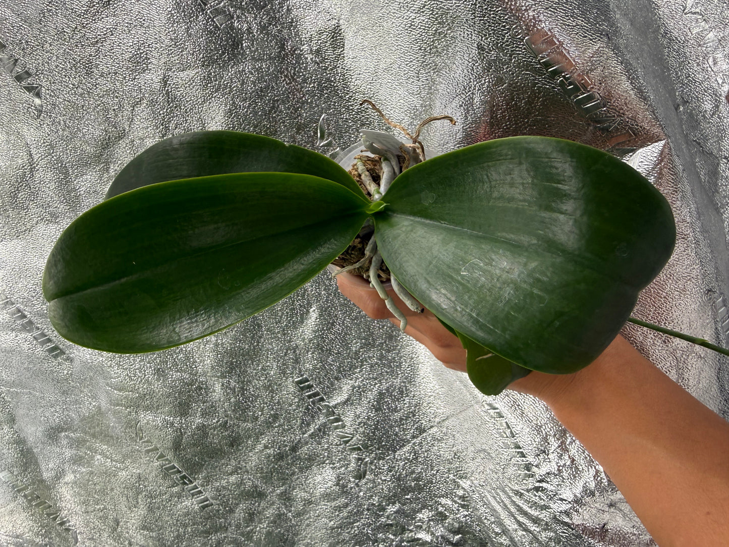 Phalaenopsis (mariae f. coerulea x Fintje Kunriawati)