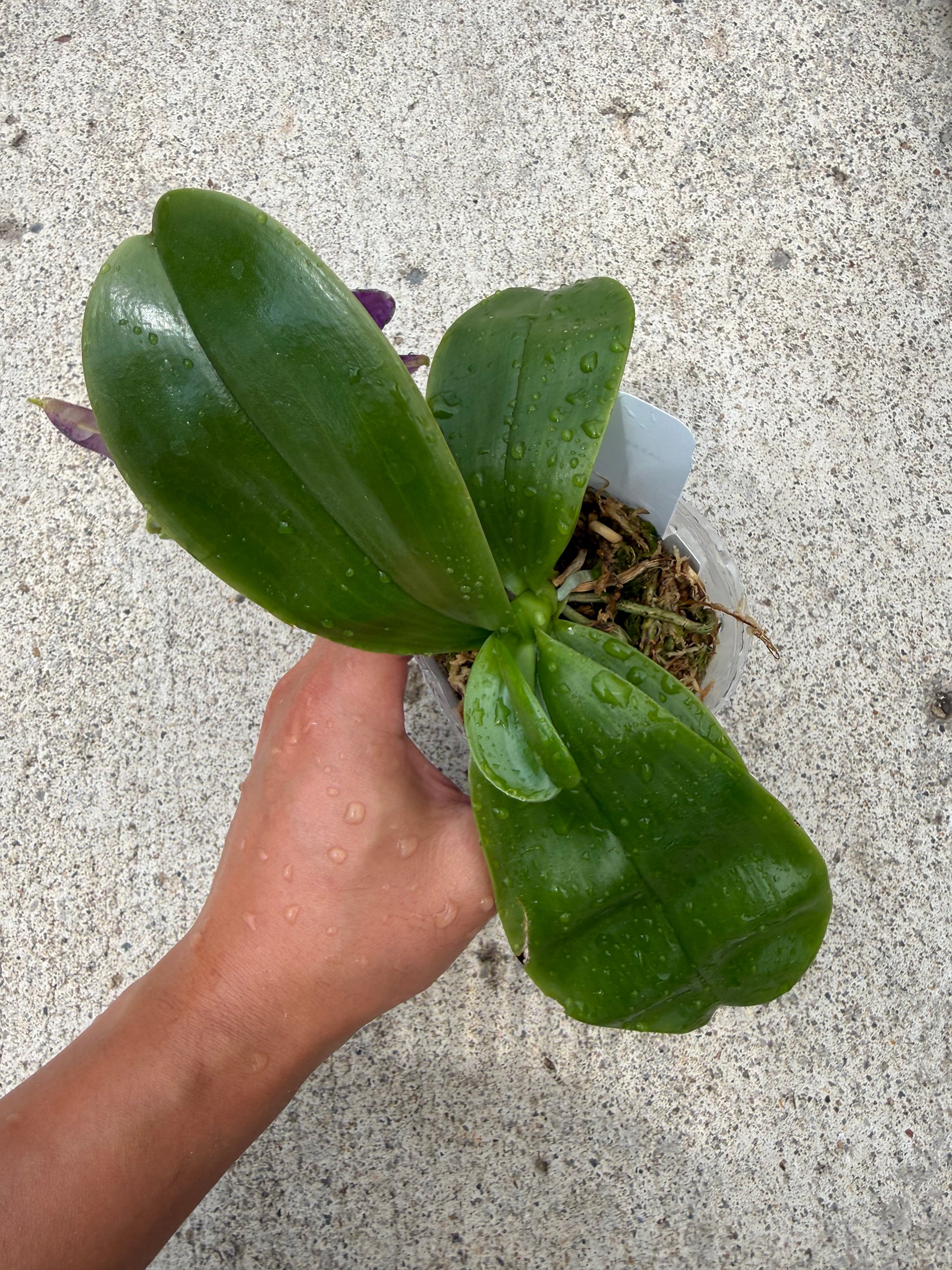 HCorchids