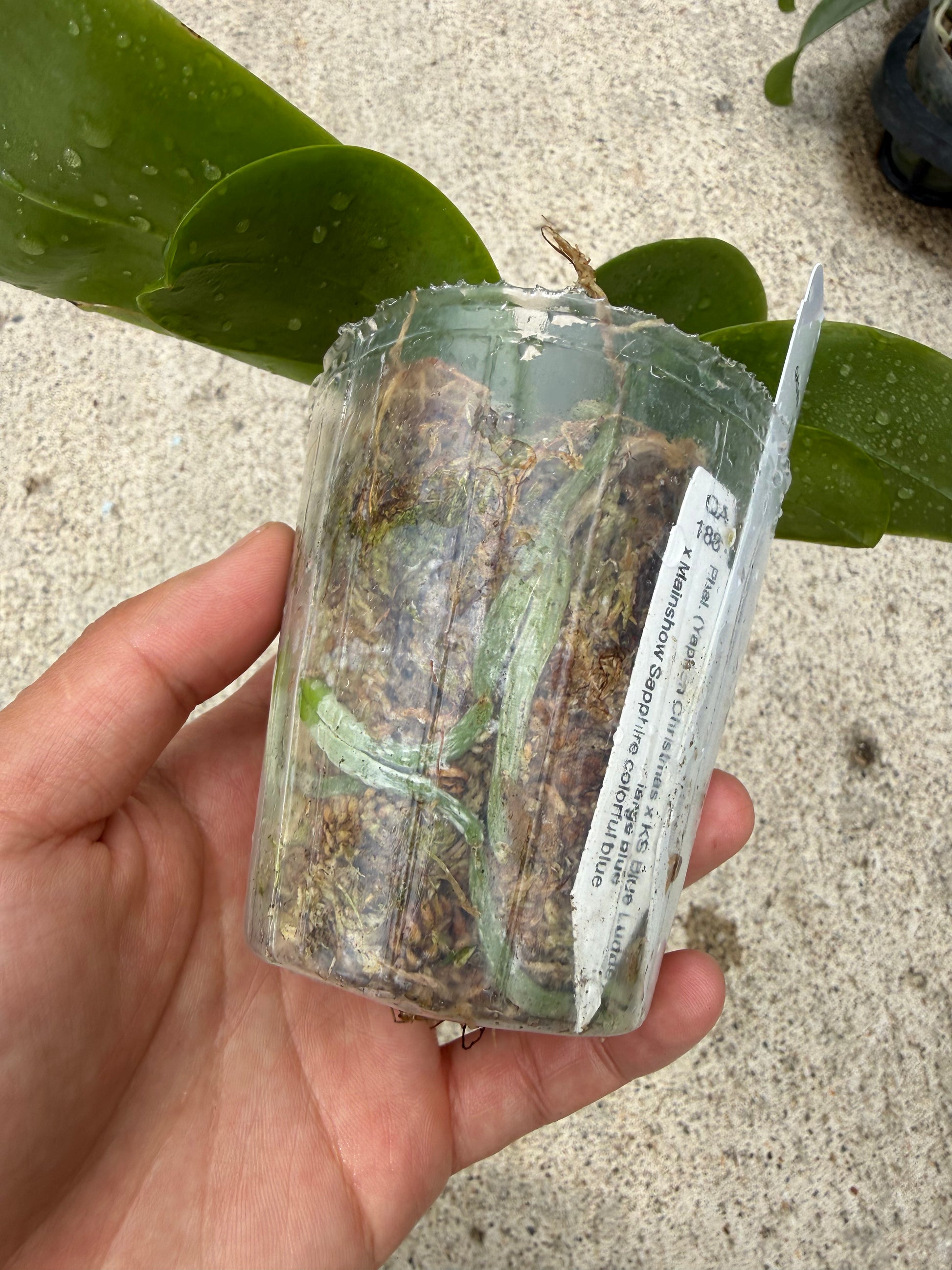 HCorchids