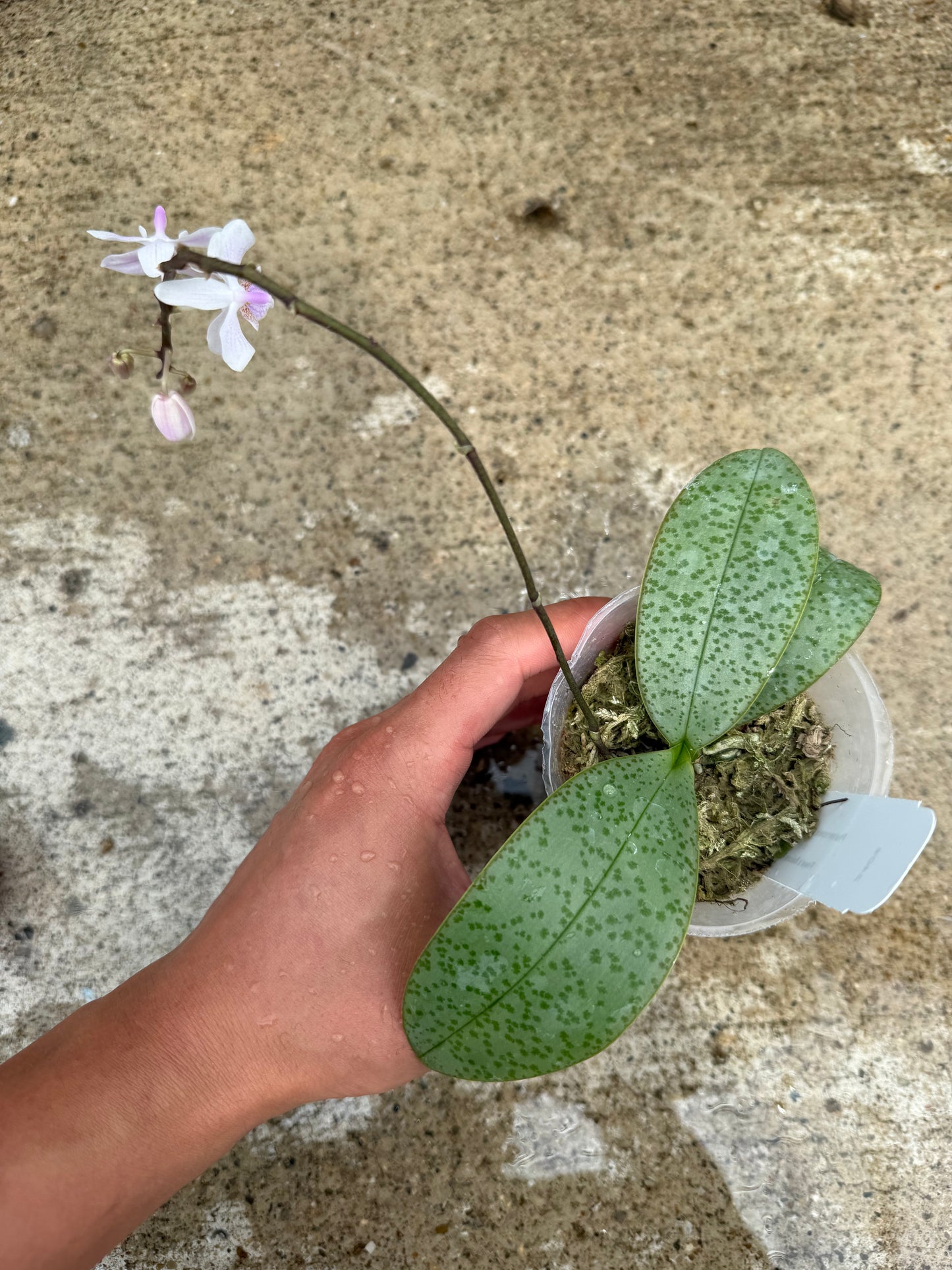 Phalaenopsis (Lindley’s Sliver x Freya’s Sakura Rain)