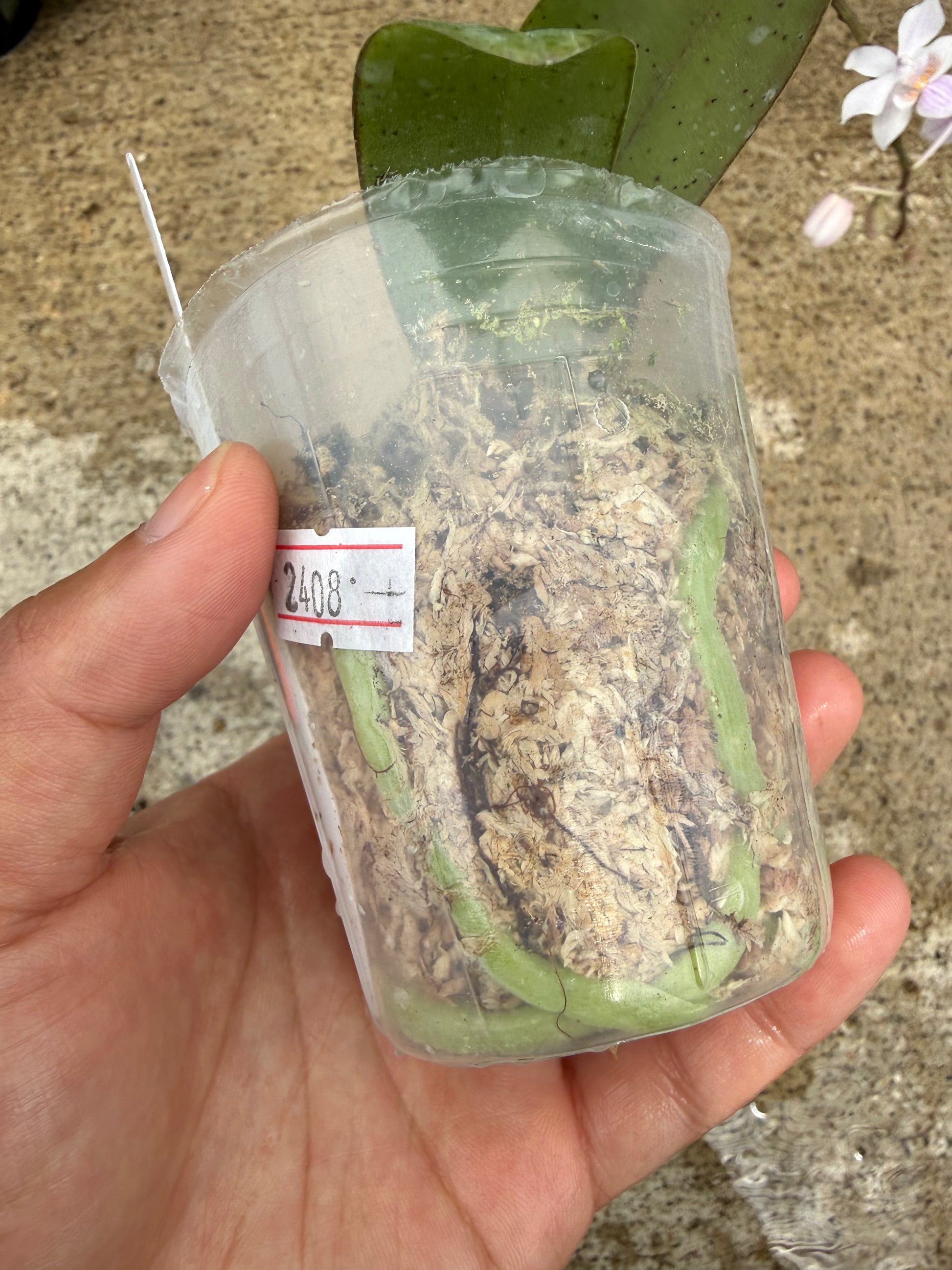 HCorchids