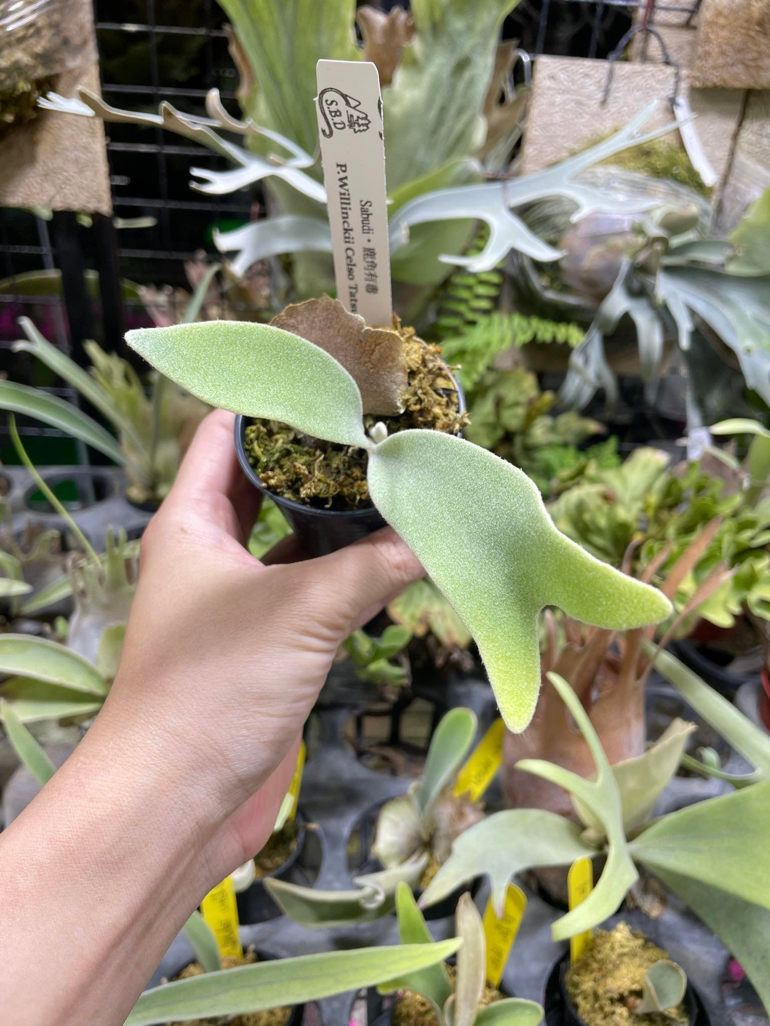 copper will × veitchii 2nd edition spore P.veitchii Limited 2nd