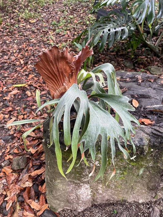 Platycerium Mt.Lewis thin “Dwarf”