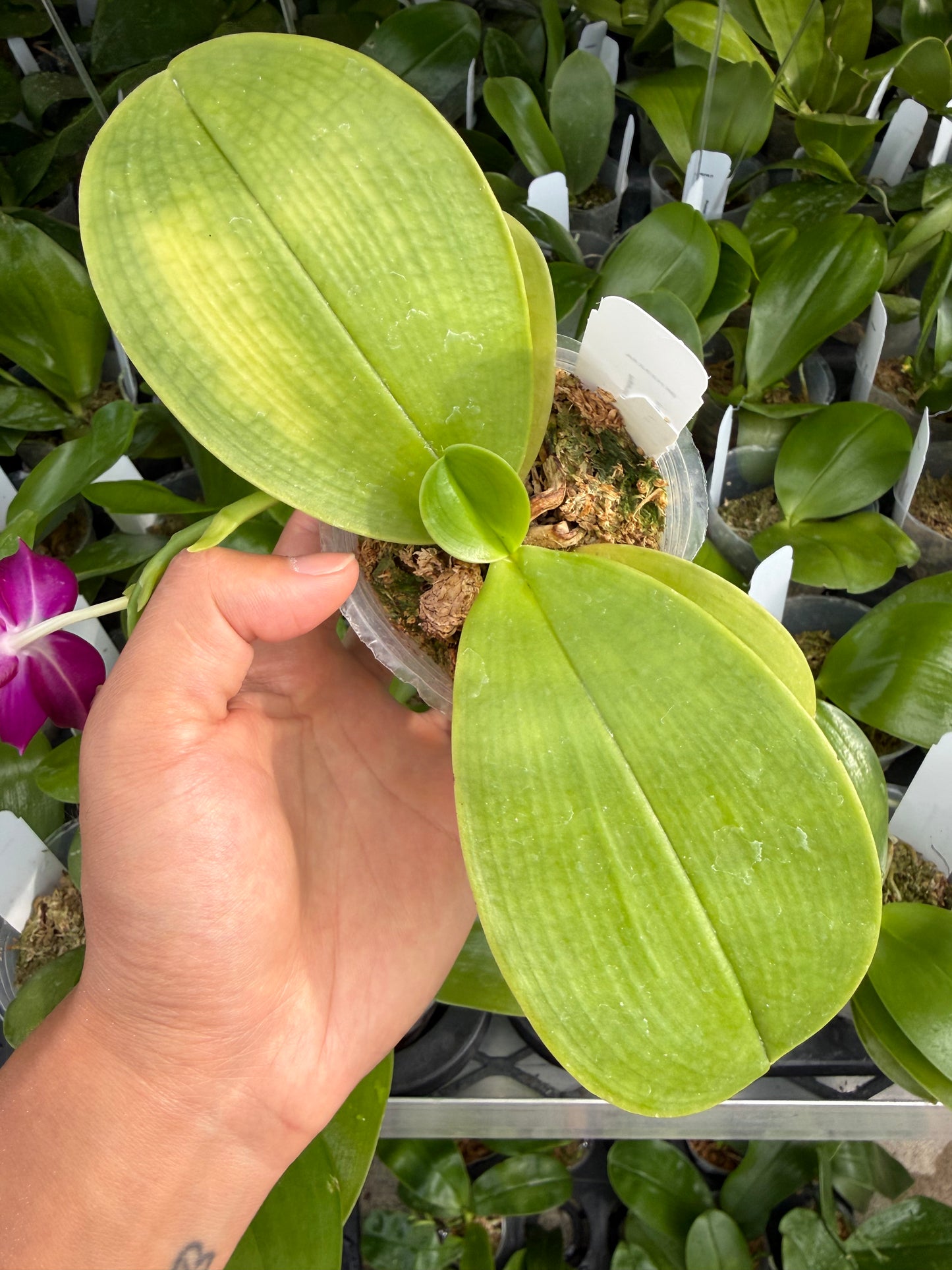 Phalaenopsis BKH 2325A