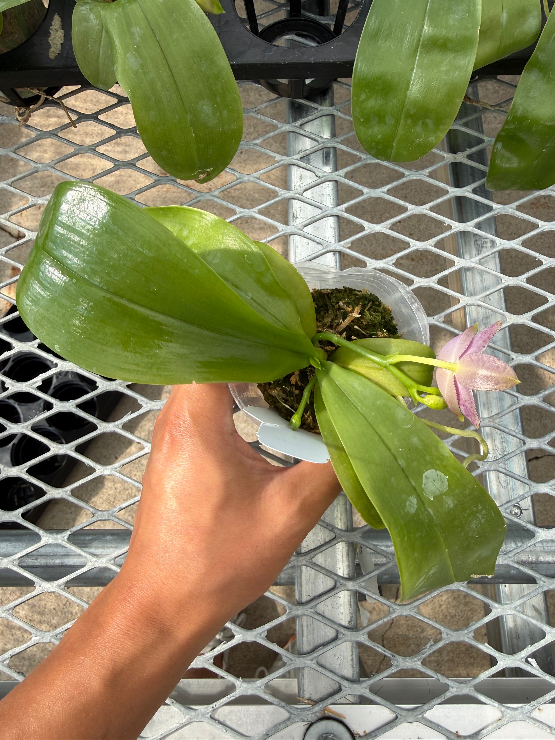 HCorchids