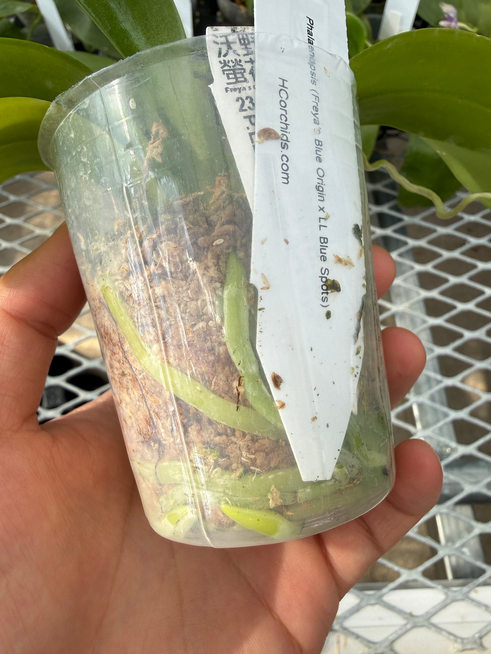 HCorchids
