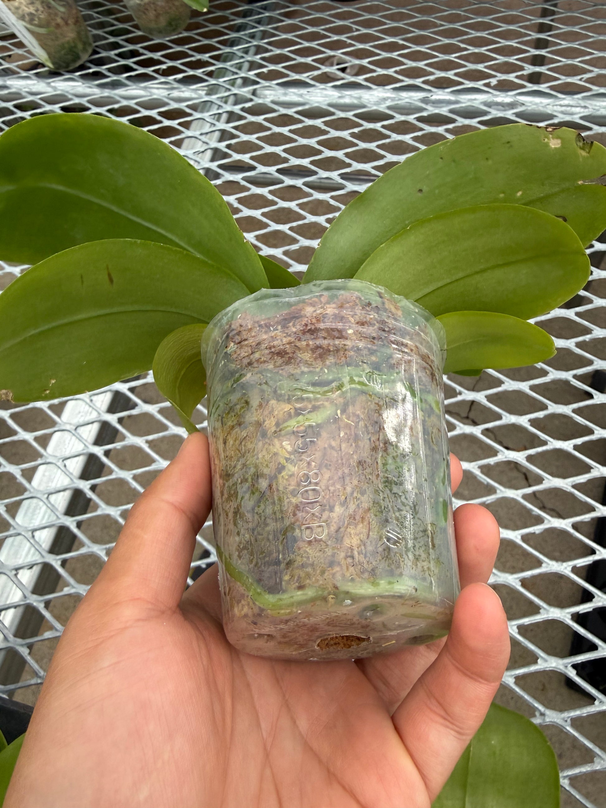 HCorchids