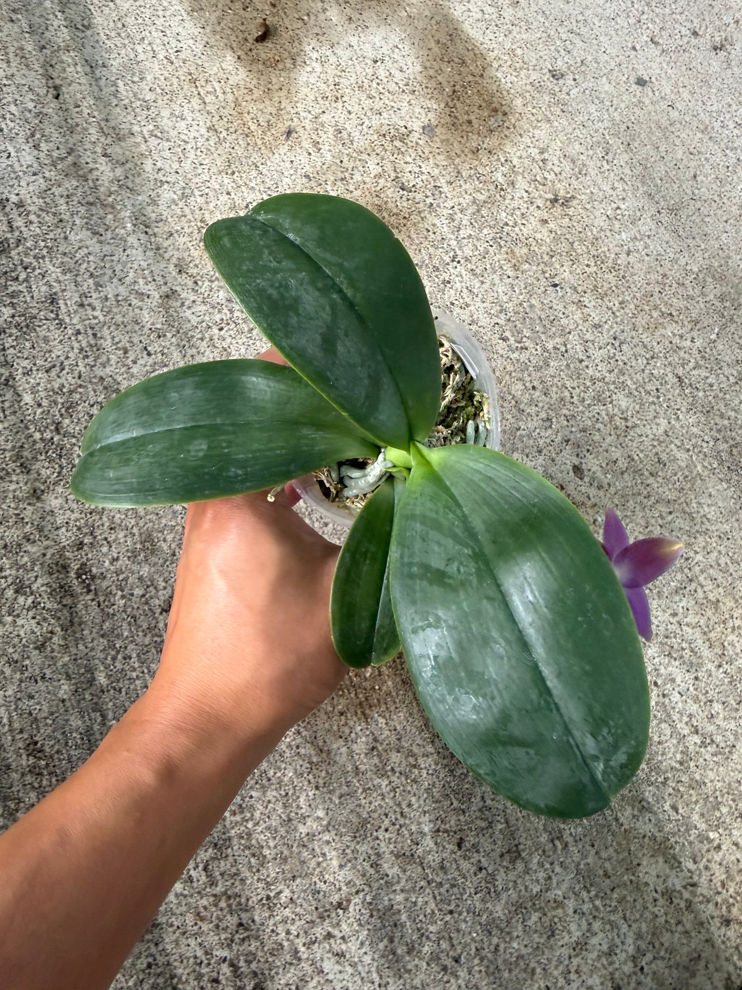 Phalaenopsis (Mituo 24 Solar Term ‘Freya’ x Freya’s Sapphire‘Crystal’)