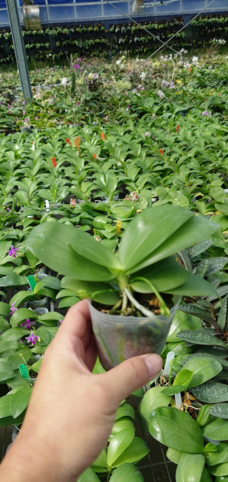 Phal. bellina "Pink" x Phal. equestris alba