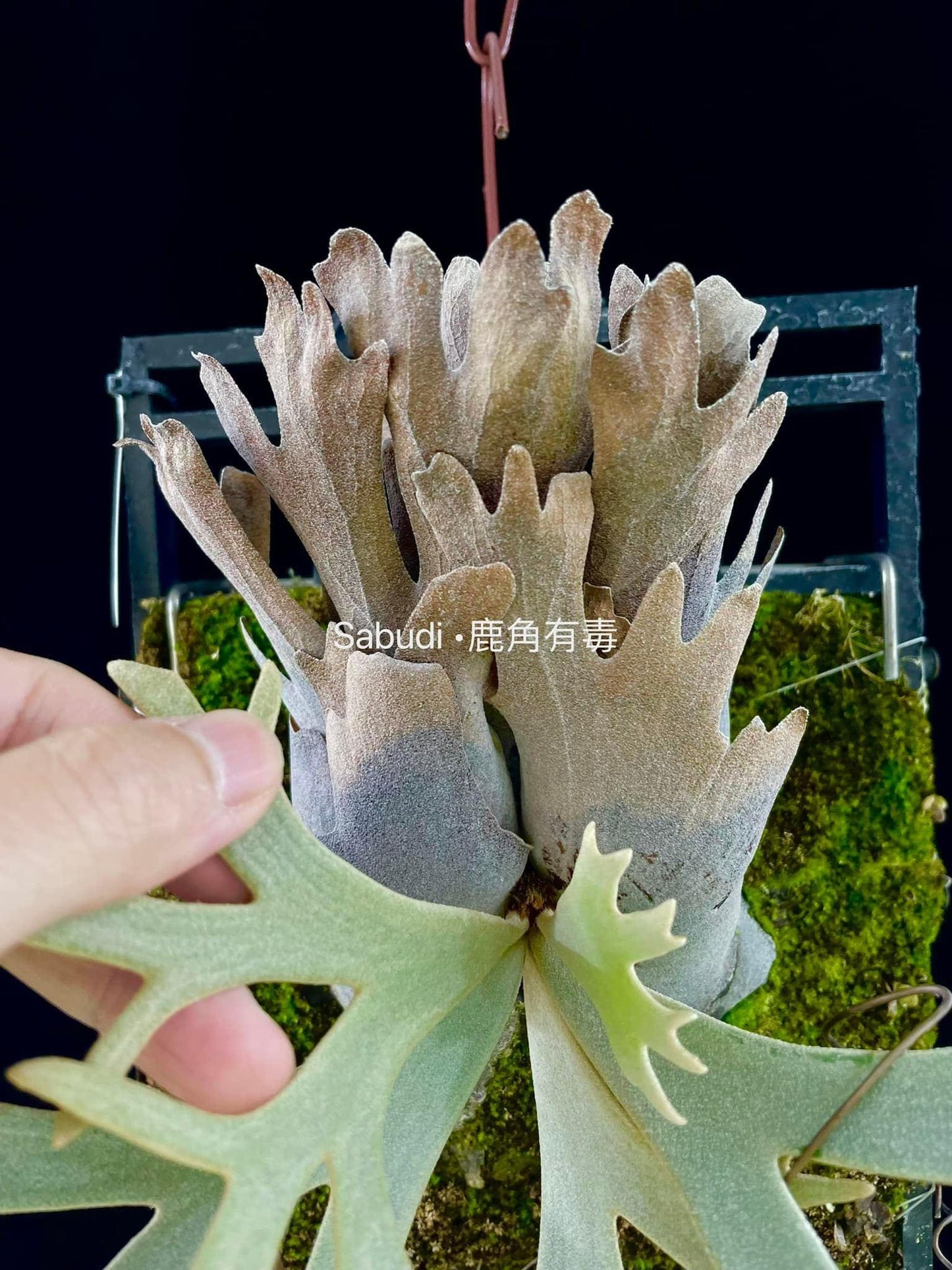 P. Willinckii silvery Dwarf spore “Mutate”