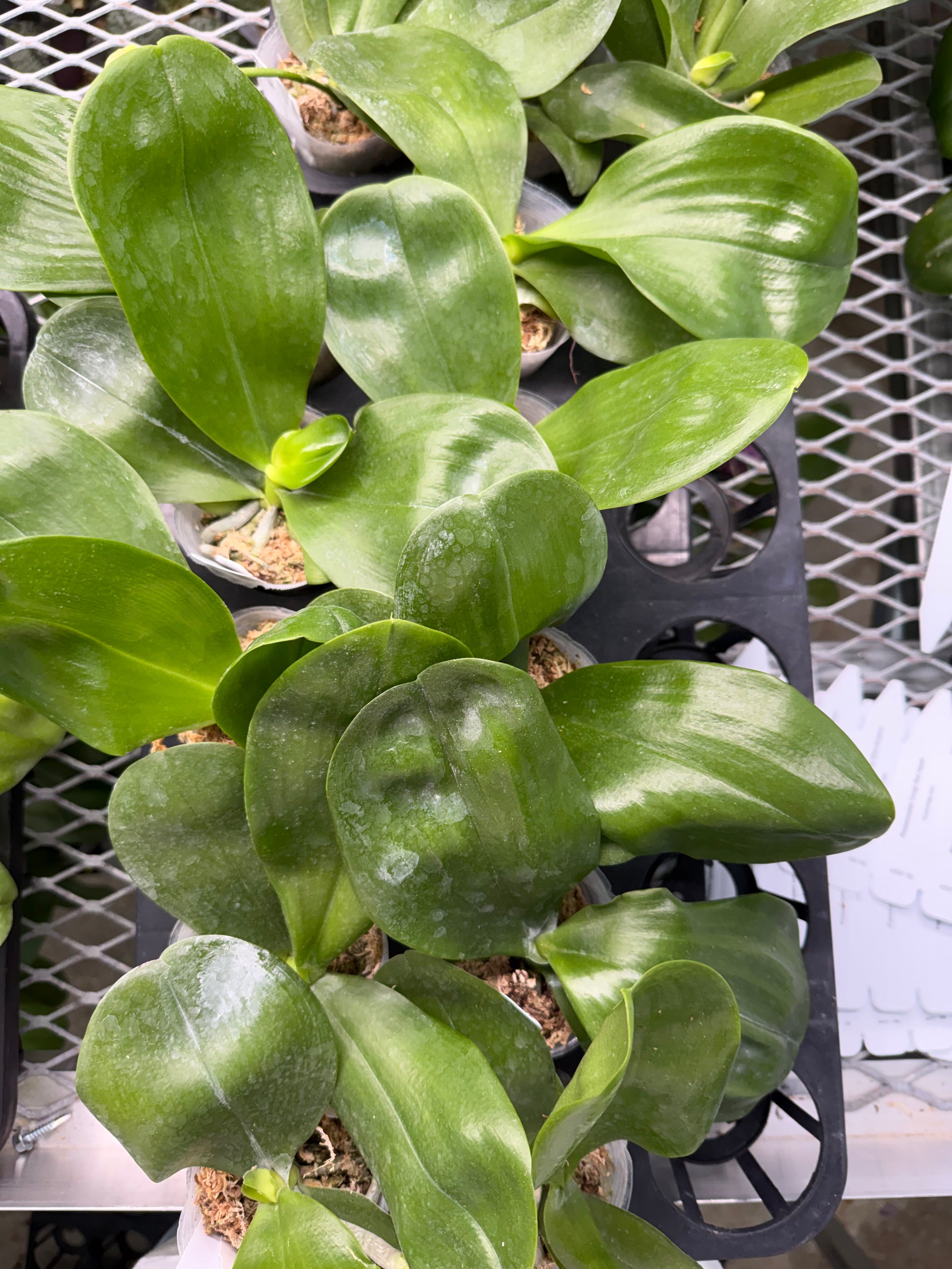 HCorchids