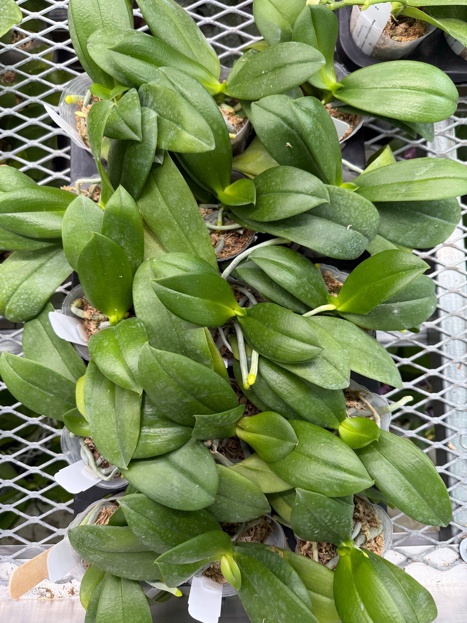 HCorchids