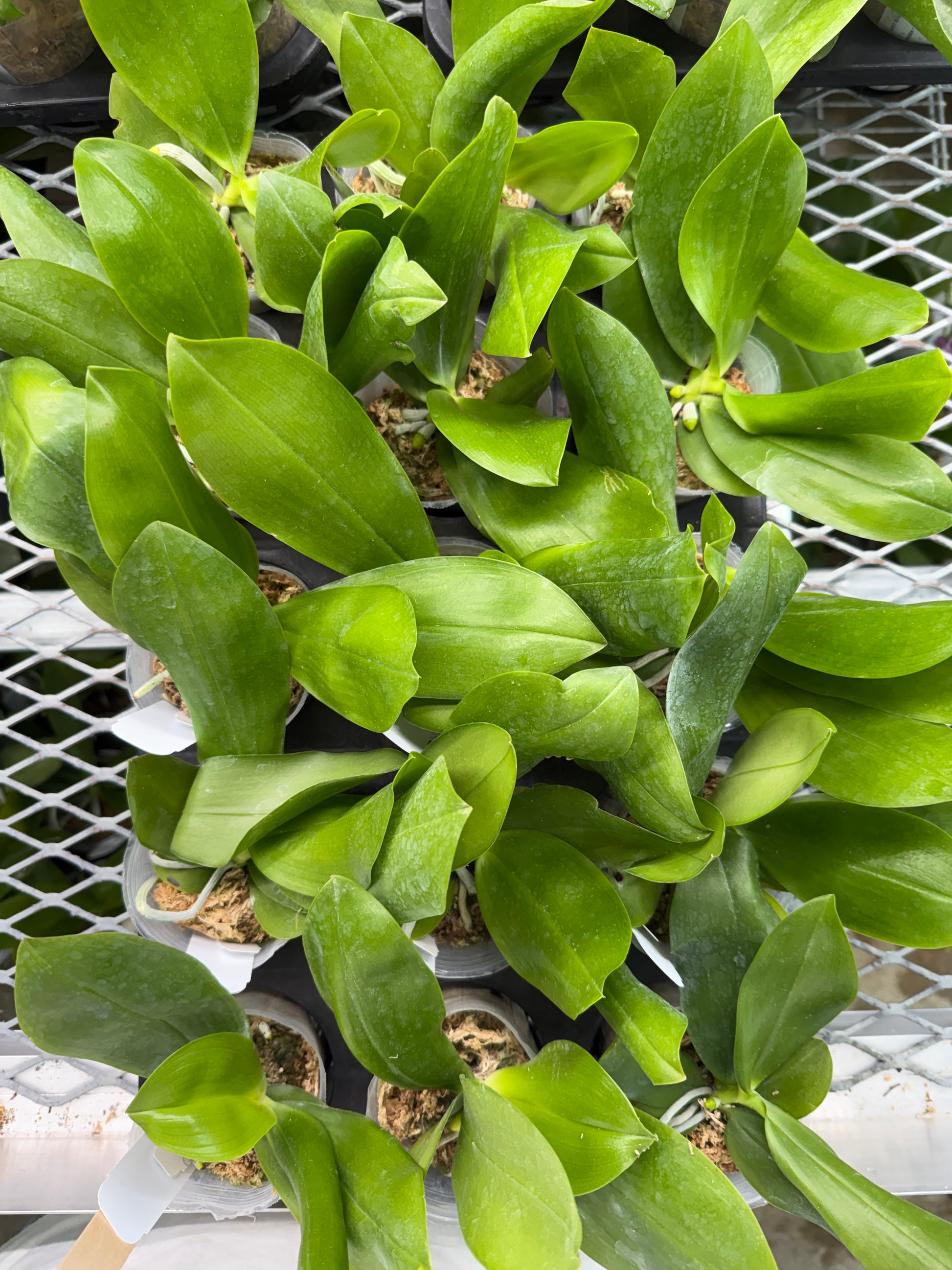 HCorchids