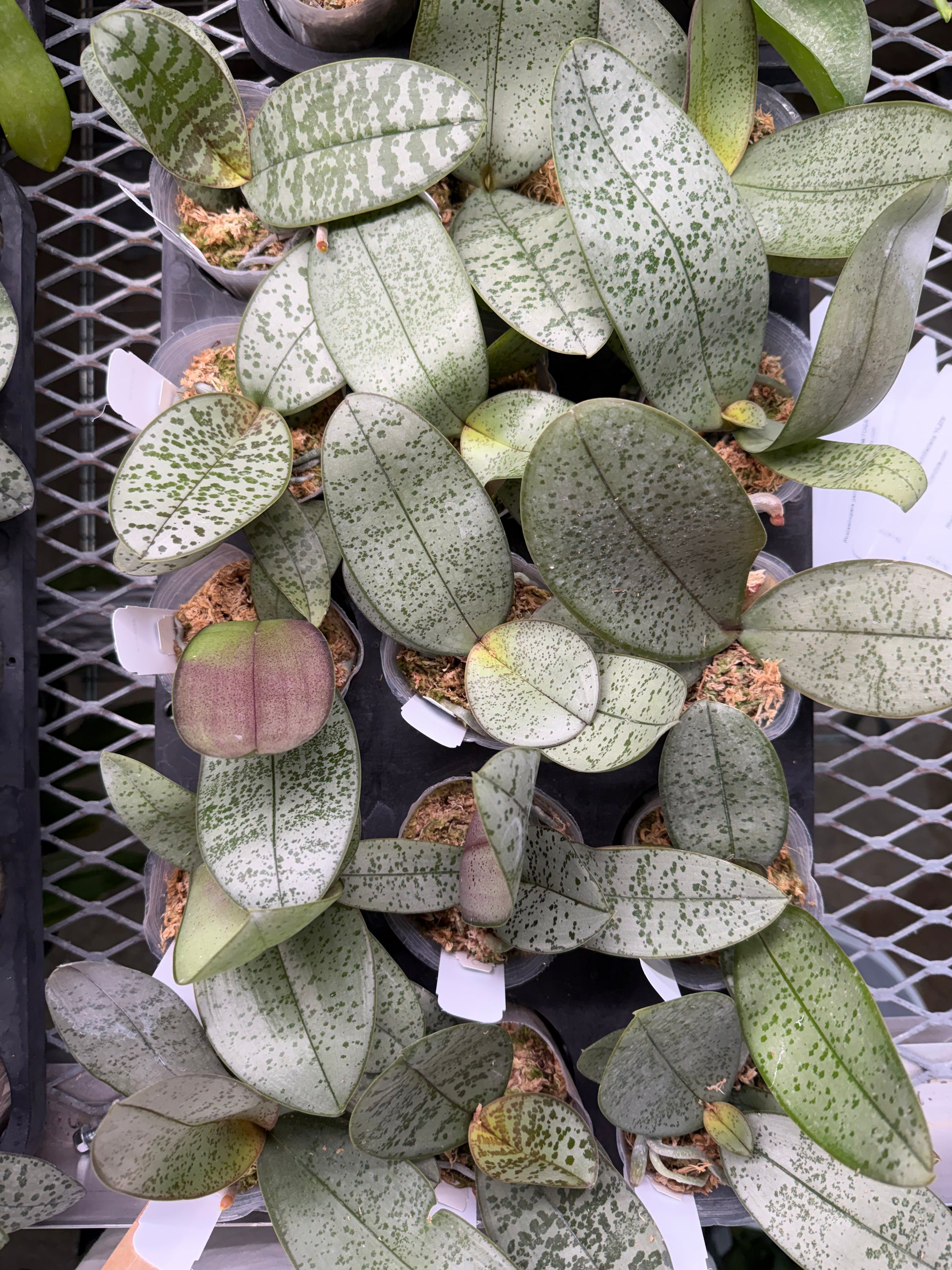 HCorchids