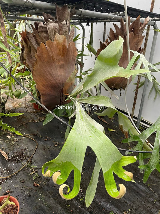 Platycerium Uan #4
