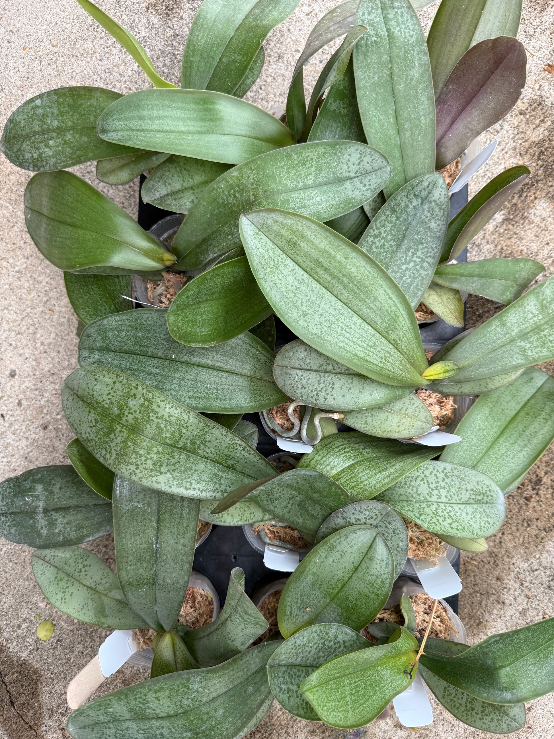 HCorchids