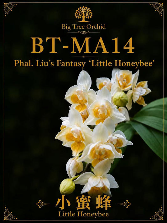 Phalaenopsis Liu’s Fantasy ‘Little Honeybee’
