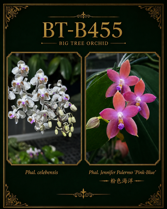 Phalaenopsis (celebensis x Jennifer Palermo ‘粉色海洋’)